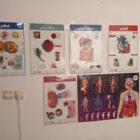 ۶ عدد پوستر آناتومی
