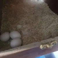 عروس هلندی|پرنده|تهران, سبلان (لشگر)|دیوار