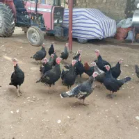 بوقلمون|حیوانات مزرعه|نورآباد, |دیوار