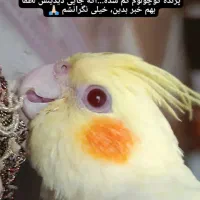 عروس هلندی گم شده محدوده محمود آباد نمونه