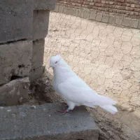 کبوتر|پرنده|بناب, |دیوار