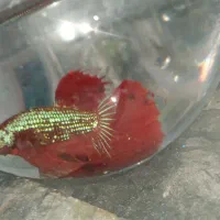 ماهی فایتر هالفمون|ماهی|اصفهان, لیمجیر|دیوار