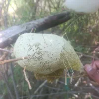 عسل