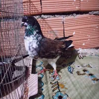 کبوتر پرشی|حیوانات|مینودشت, |دیوار