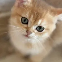 انواع نژاد گربه|گربه|بابل, |دیوار