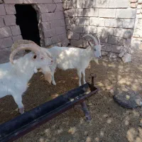 کاه یونجه و کاه گندم