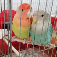 یک جفت طوطی شیطون و بازی گوش ۶ماهه