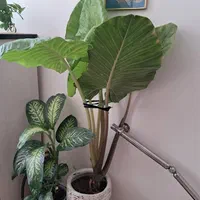 گل باباادم۱۷۰سانتی تنه قرمزبسیارشاداب گلدان سفالی|گل و گیاه طبیعی|تهران, شهرک ولیعصر جنوبی|دیوار