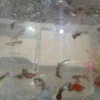 ماهی گپی کپی ماهی مولی|ماهی|مشهد, میان ولایت|دیوار