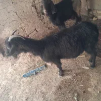 دوبز ویه کهره به فروش میرسد توافقی|حیوانات مزرعه|مرودشت, دولت آباد|دیوار