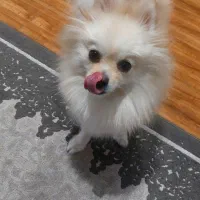 پامرانین(فوری) لطفا آگهی رو کامل مطالعه کنید|سگ|تهران, جردن|دیوار