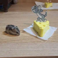 همستر کمپل و روبروفسکی|موش و خرگوش|ملایر, |دیوار