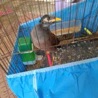 مرغ مینا و مرغ کاکولی