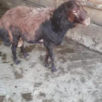 قوچ افشار و پلنگی بروجردی اصل جنس