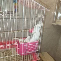 عروس هلندی دوکت