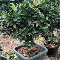 یاس توپی بزرگ|گل و گیاه طبیعی|واجارگاه, |دیوار