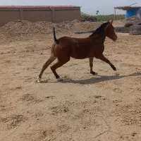 مادیان جوان
