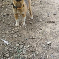 توله سگ پاکوتاه