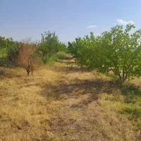 فروش باغ در روستای خوک از توابع شوط