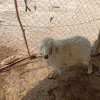 بر ماد چاق