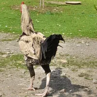 جوجه لاری آس|حیوانات مزرعه|نوشهر, |دیوار