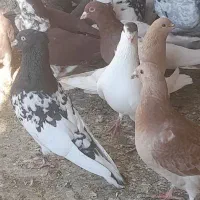 کبوتر سینه سرخ سار