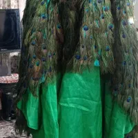 لباس شیک عقدی و بله برون