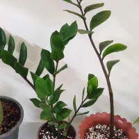 گل و گلدان