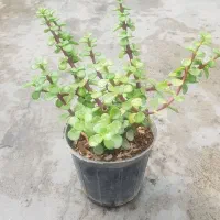 ساکولنت خرفه ای