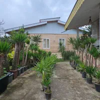 فروش یوکا تنه، بن سای  و شمشاد طلایی|گل و گیاه طبیعی|تهران, درختی|دیوار