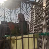 طوطی کوتوله برزیلی|پرنده|مشهد, ابوذر|دیوار