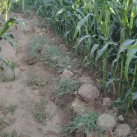 ذرت علوفه ای 4500|عمده‌فروشی|تایباد, |دیوار