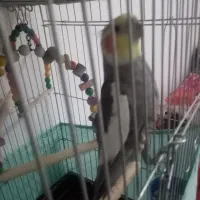 عروس هلندی|پرنده|شاهدشهر, |دیوار