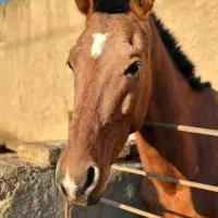 حیوانات اسب