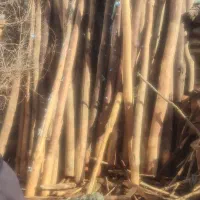 خرید انواع چوب خانەهای سقفی قدیمی و چوب باغی