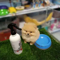 پامرانین خرسی بو میکرو پامر وارداتی