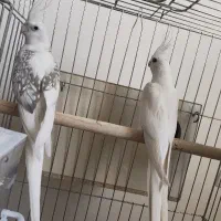 یک جفت عروس هلندی چشم شرابی