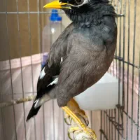 مرغ مینا سخنگو شاه تخم