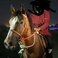 اسب|اسب و تجهیزات اسبسواری|میناب, |دیوار