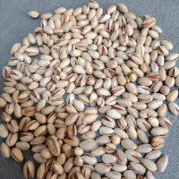 پسته سفید بادامی درجه یک|عمدهفروشی|گناباد, |دیوار