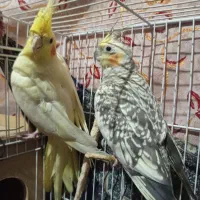 عروس هلندی یک جفت