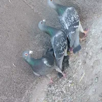 3عدد کبوتر نر|پرنده|تایباد, |دیوار