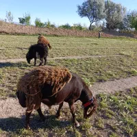 میش قوچ هترو    بره