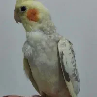 عروس هلندی نر و ماده