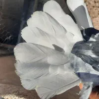 نرتودمسفید باماده دمسفید|پرنده|اردکان, |دیوار