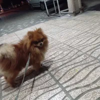 پامرین نژاد دار اصل