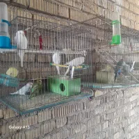 مرغ عشق