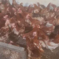 مرع بومی  گلپایگان محلی و رسمی تخمگذار  مرغ لوهمن|حیوانات مزرعه|شهریار, کرد امیر|دیوار