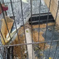 عروس هلندی|پرنده|سنگدوین, |دیوار