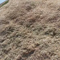 کاه تازه لوبیا